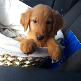 Golden Retriever Puppies from NORTHERN LIGHTS GOLDENS