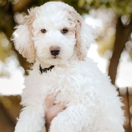 Marshmallow - Sheepadoodle puppy from Dooling Doodles