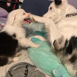 Australian Shepherd All Grown Up from Small Town Australian Shepherds