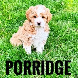 Porridge - Brown and white male Bernedoodle puppy in Bountiful, Utah from Red Brick Doodles