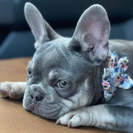 French Bulldogs from Full Throttle Frenchies