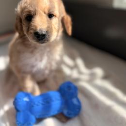 Cavapoo and Goldendoodle Puppies from Dori