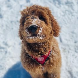 Goldendoodle Puppies from Idyllic Doodles