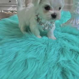 Boy 2 - White male Maltese puppy in Cape Coral, Florida from Marisol’s Maltese