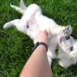 Golden Retriever Puppies from Starbrite Golden Retrievers