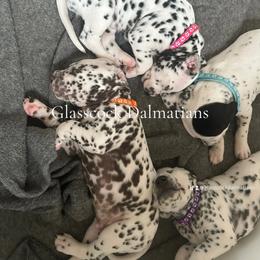 Dalmatian Puppies from Glasscock Dalmatians