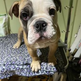English Bulldog and French Bulldog Puppies from Benedict Family Frenchies, Bulldogs and Danes
