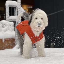 Old English Sheepdog Puppies from Desert Sheepies