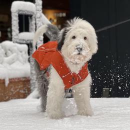 Old English Sheepdog Puppies from Desert Sheepies