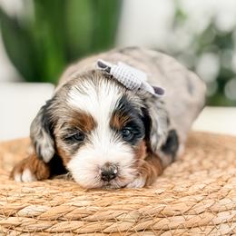 Brie - Blue merle female Aussiedoodle puppy in Sharpsburg, Georgia from Steindoodles