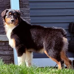 Mick - Black tri-color male Australian Shepherd puppy in Celina, Tennessee from CumberlandRidge Australian Shepherds