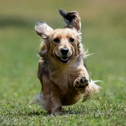 Dachshunds from Dackelbrook Dachshunds