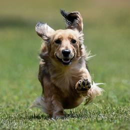 Dachshunds from Dackelbrook Dachshunds