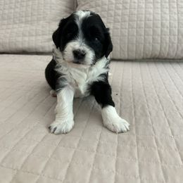 Aussiedoodle and Cockapoo Puppies from Lisa’s Curly Puppies