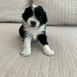 Aussiedoodle and Cockapoo Puppies from Lisa’s Curly Puppies