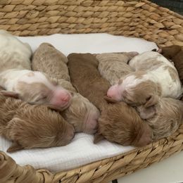 Goldendoodle Puppies from Edge Farm Goldendoodles