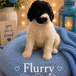 Flurry - Parti male Poodle puppy in Washington, Pennsylvania from Patriotic Poodles