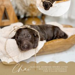Chai - Chocolate female Goldendoodle puppy in Ooltewah, Tennessee from Allison Family Doodles