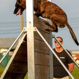 Belgian Malinois and Dutch Shepherds from Carpe Omnia Working Dogs