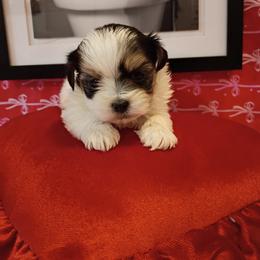 Boy2 - Black and white male Mal-Shi puppy in Boca Raton, Florida from Tina-Marie's Pups