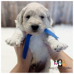 Louie - Cream male Goldendoodle puppy in Jeddo, Michigan from Apple Creek Doodles