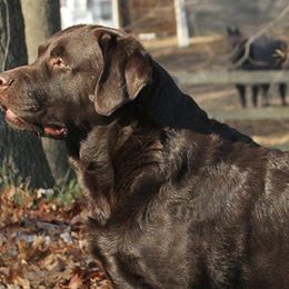 Labrador Retrievers from Epoch Farms