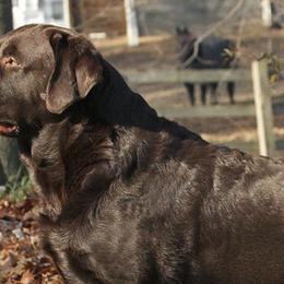 Labrador Retrievers from Epoch Farms