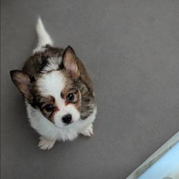 Boy 3 - White and sable male Papillon puppy in Joshua, Texas from Summertime Kennels