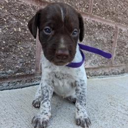 Girl 4 - female German Shorthaired Pointer puppy in Potosi, Wisconsin from Point and Flush Gun Dogs