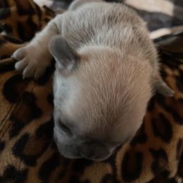 French Bulldog Puppies from Lucinda Jenkins