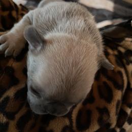 French Bulldog Puppies from Lucinda Jenkins