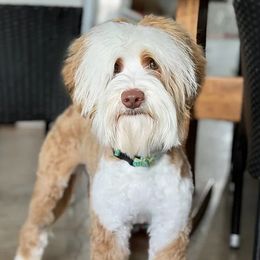 Foggy - Australian Labradoodle