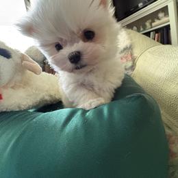 Bobby - White male Maltese puppy in Pennsylvania from Pequest Pekingese & Merri Maltese
