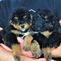 Aussiedoodles and Bernedoodles from Steindoodles