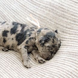 Missy Cooper - Merle female Goldendoodle puppy in Dayton, Ohio from Perks Court Doodles
