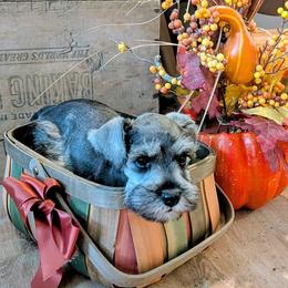 Elizabeth - Salt and pepper female Miniature Schnauzer puppy in Ferndale, Washington from Blackhorse Schnauzers Washington state