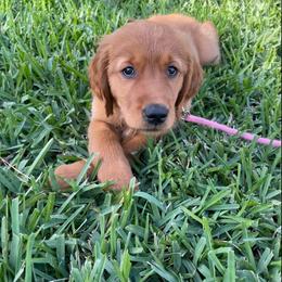 Golden Retriever Puppies from River City Goldens