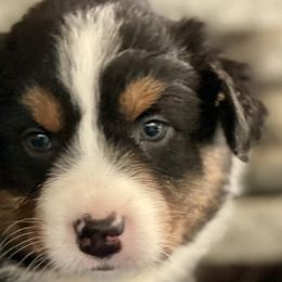 Kaiana - Australian Shepherd puppy from Cranberry Hill Aussies