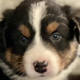 Kaiana - Australian Shepherd puppy from Cranberry Hill Aussies