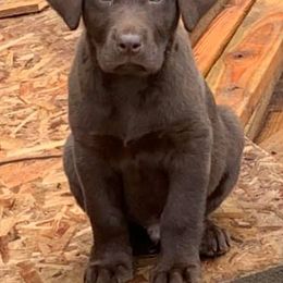 Labrador Retriever Puppies from Moore Pointing Labradors