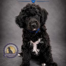 Cartwright's Peter the Restored Rock - Black male Poodle puppy in Albany, Kentucky from Impressive Cartwright Standards