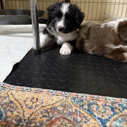 Black Tri Boy - Black tri male Miniature American Shepherd puppy in Spanaway, Washington from Meadow Run Mini American Shepherds