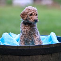 Dallie - Cream Poodle puppy in Nacogdoches, Texas from Magnolia Springs Farm