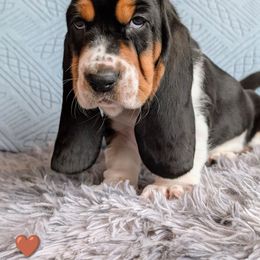 Grumpy - Black brown and white male Basset Hound puppy in Polson, Montana from BeautyBea's Flathead Lake Bassets
