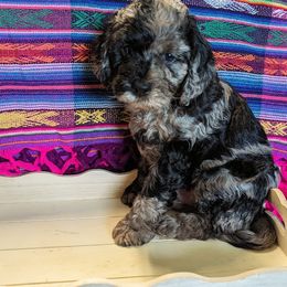 Aussiedoodle, Australian Shepherd, Bernedoodle, Cockapoo, and Poodle Puppies from Sis' Doodles & Poodles