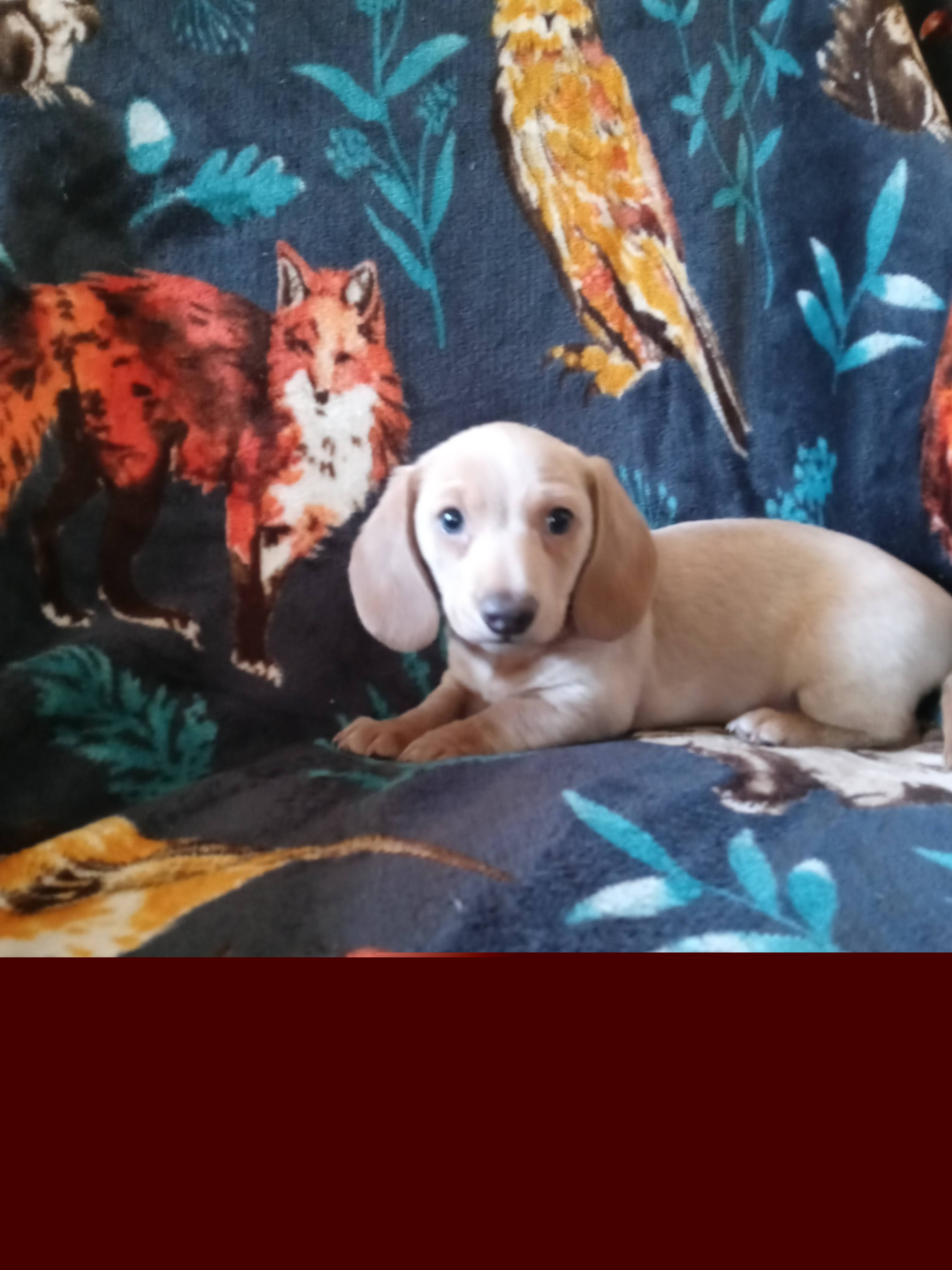 Dachshund Puppies from A&R Dachshund