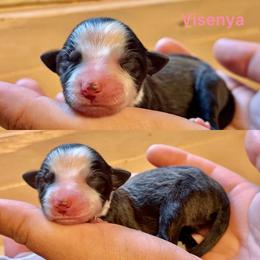 Visenya - White and seal female Border Collie puppy in Santa Cruz, California from Von Guadachi German Shepherds & Audacity Border Collies