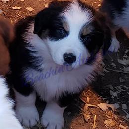Australian Shepherd Puppies from Beachin' Aussies