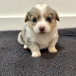 Ironman - Blue merle and white male American Corgi puppy in Preston, Idaho from KC Bar Ranch Aussies