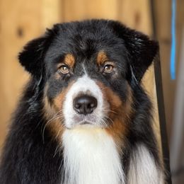 Beacon - Australian Shepherd